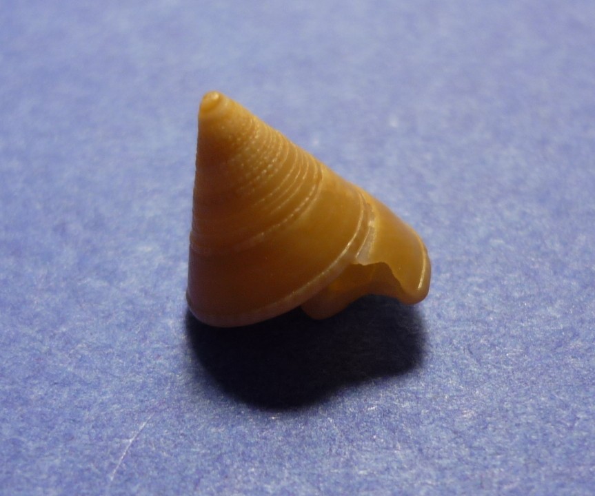 Calliostoma...?